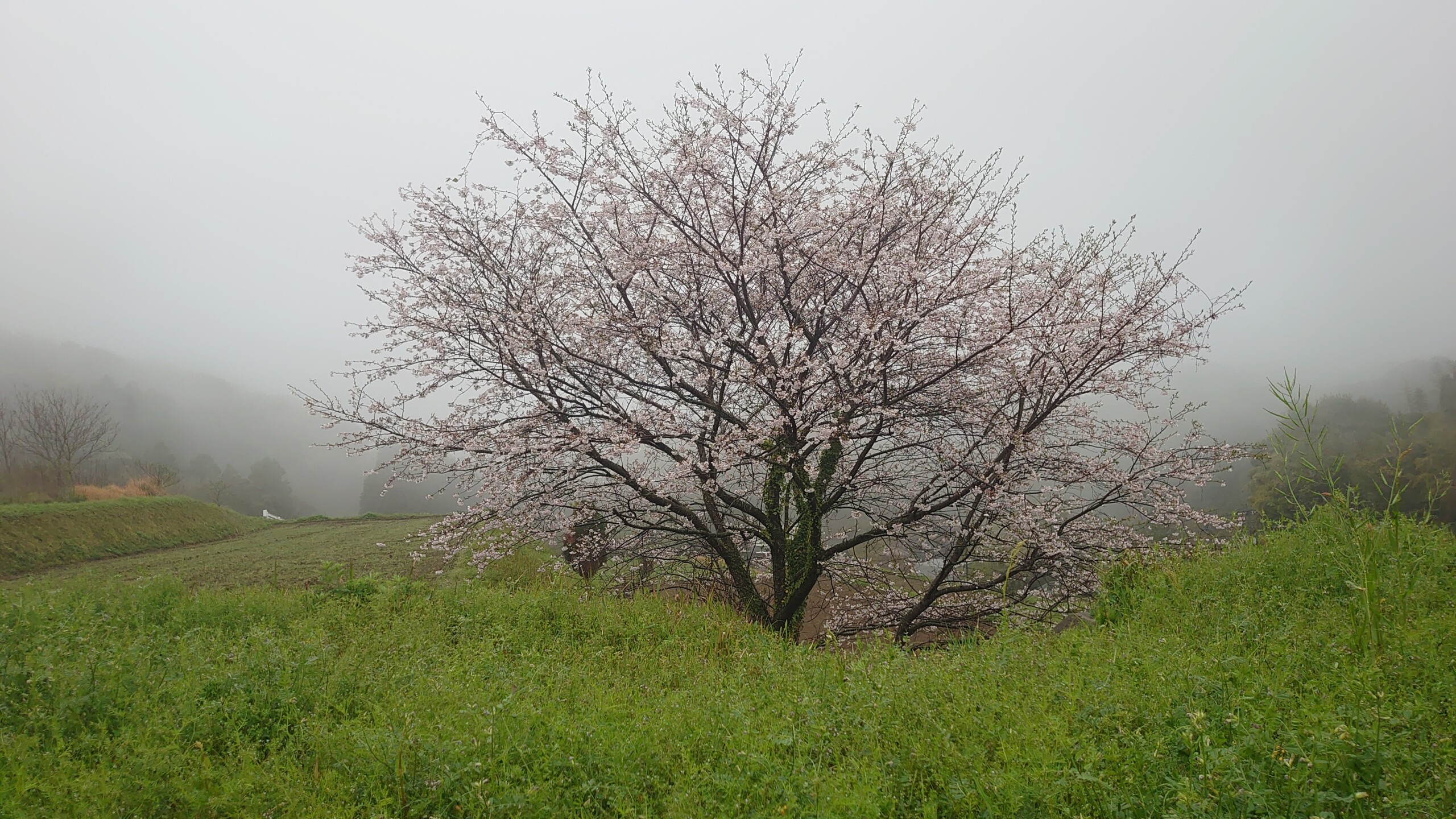 霧の中に咲く桜 たんぽぽ倶楽部