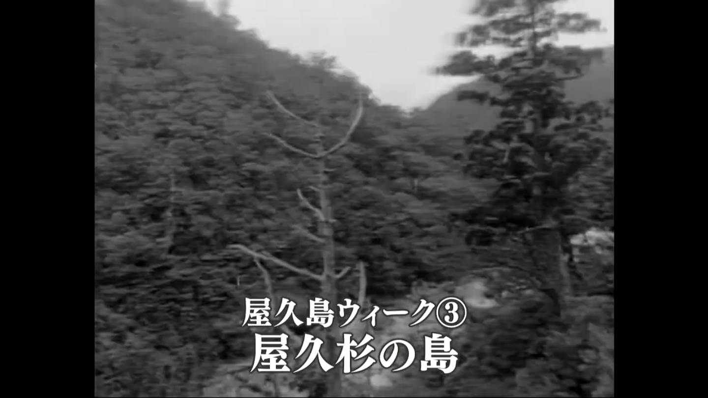 屋久島ウィーク③屋久杉を伐採していた頃（1968） – あの日のふるさと