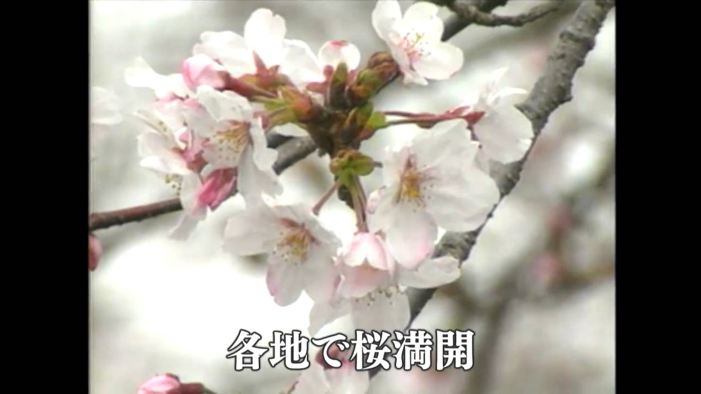 各地で桜満開(1989) – あの日のふるさと