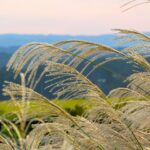 「#15 山頭火」風の歳時記