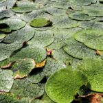 「#25 29日目の地球」風の歳時記