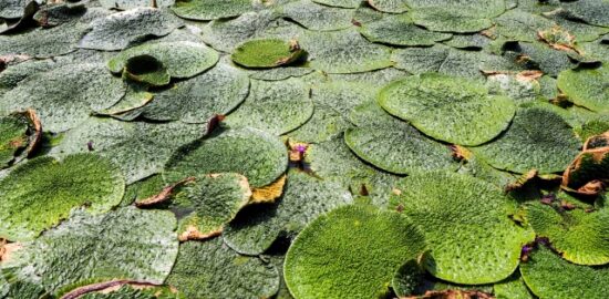 「#25 29日目の地球」風の歳時記