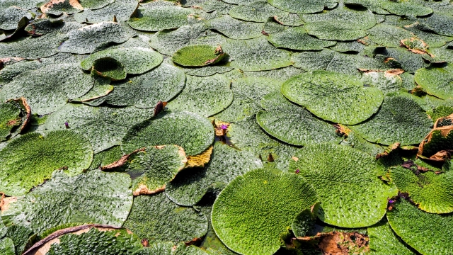 「#25 29日目の地球」風の歳時記