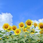 「#16 秋の風鈴」風の歳時記