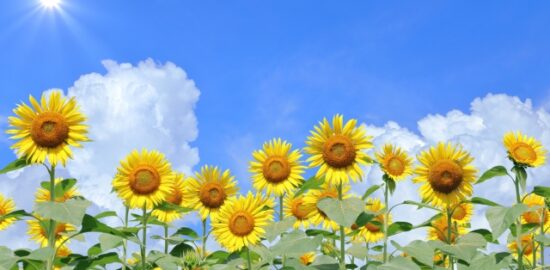 「#16 秋の風鈴」風の歳時記