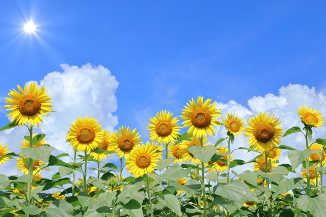 「#1 ひまわり」風の歳時記