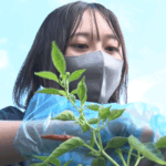 鹿屋農業高校の食と生活科