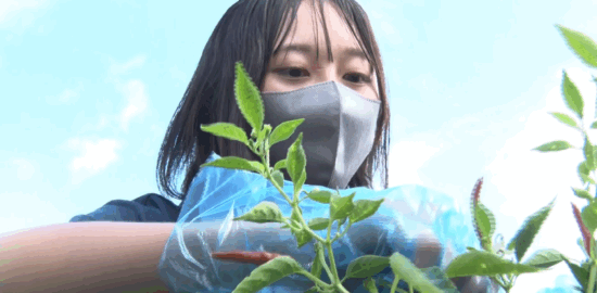 鹿屋農業高校の食と生活科