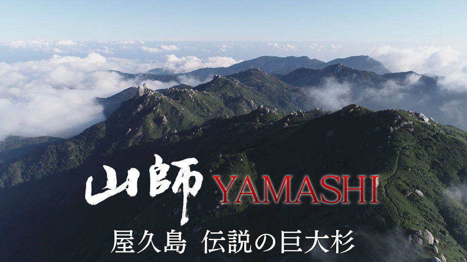 山師YAMASHI～屋久島 伝説の巨大杉～