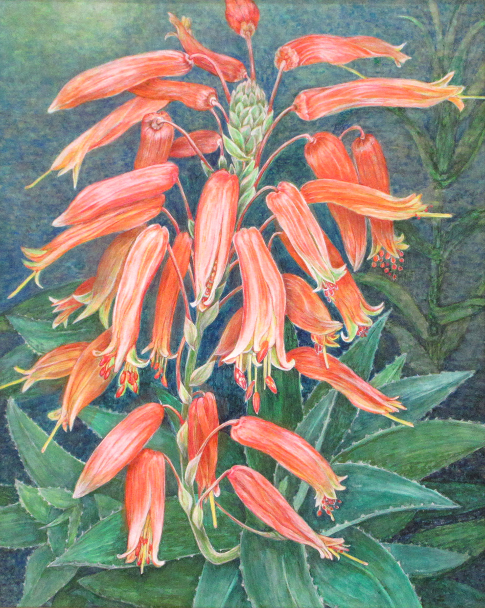 ⑮奨励賞「アロエ花満開」夏迫幸子