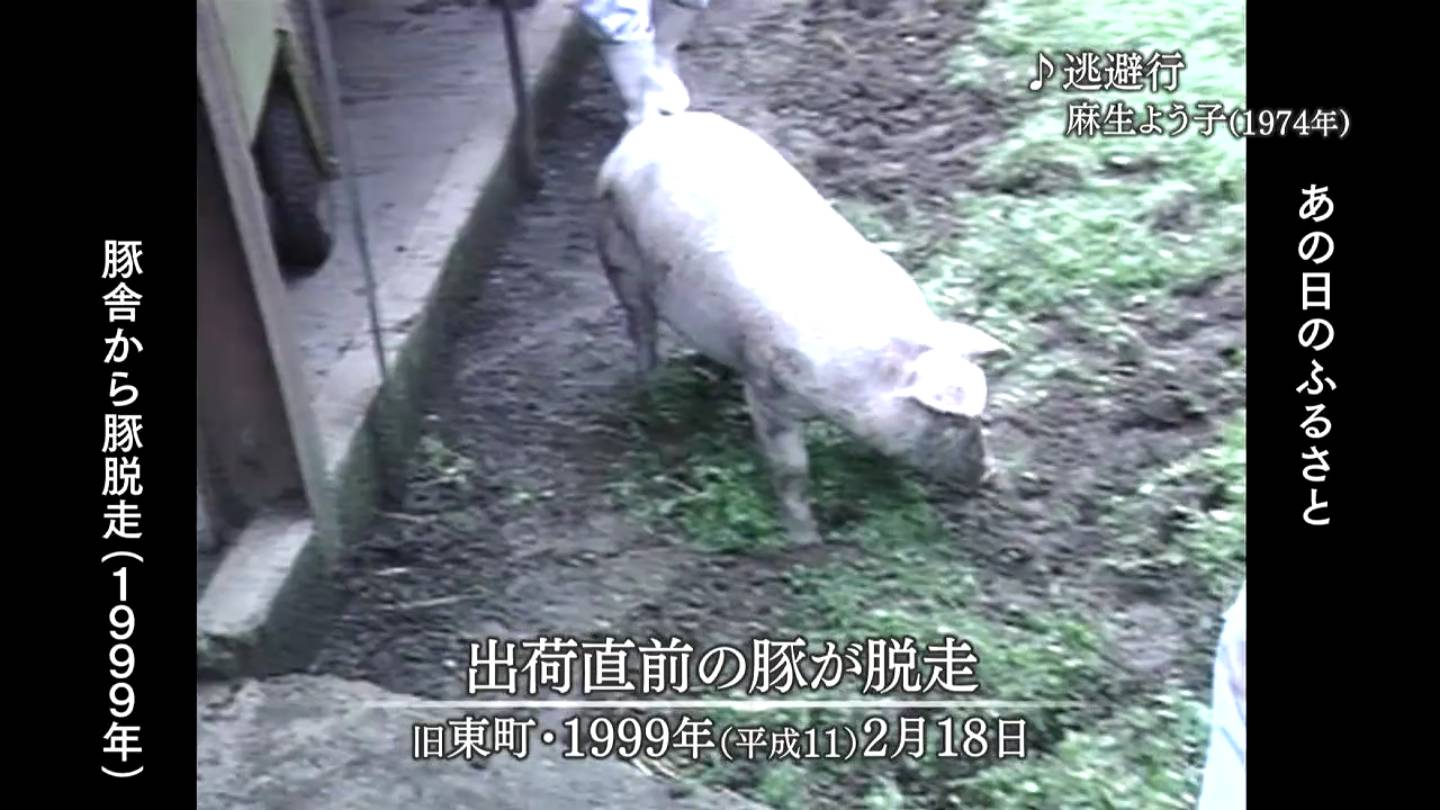 豚 豚が大脱走 旧東町・鹿児島市・旧笠沙町（1999・1989・1977） | MBCブログ