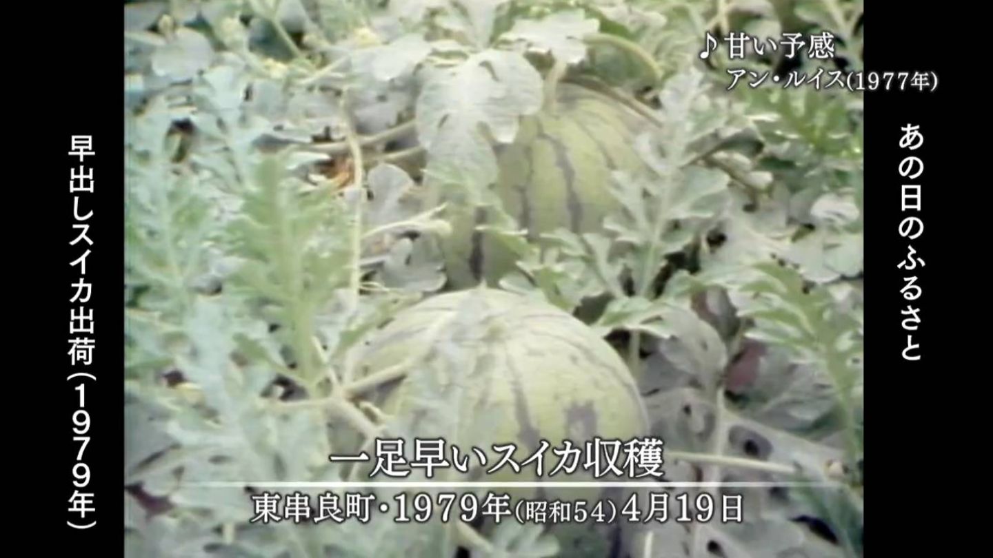 早出しスイカ 東串良町・喜界島（1979・1977・1973） | MBCブログ