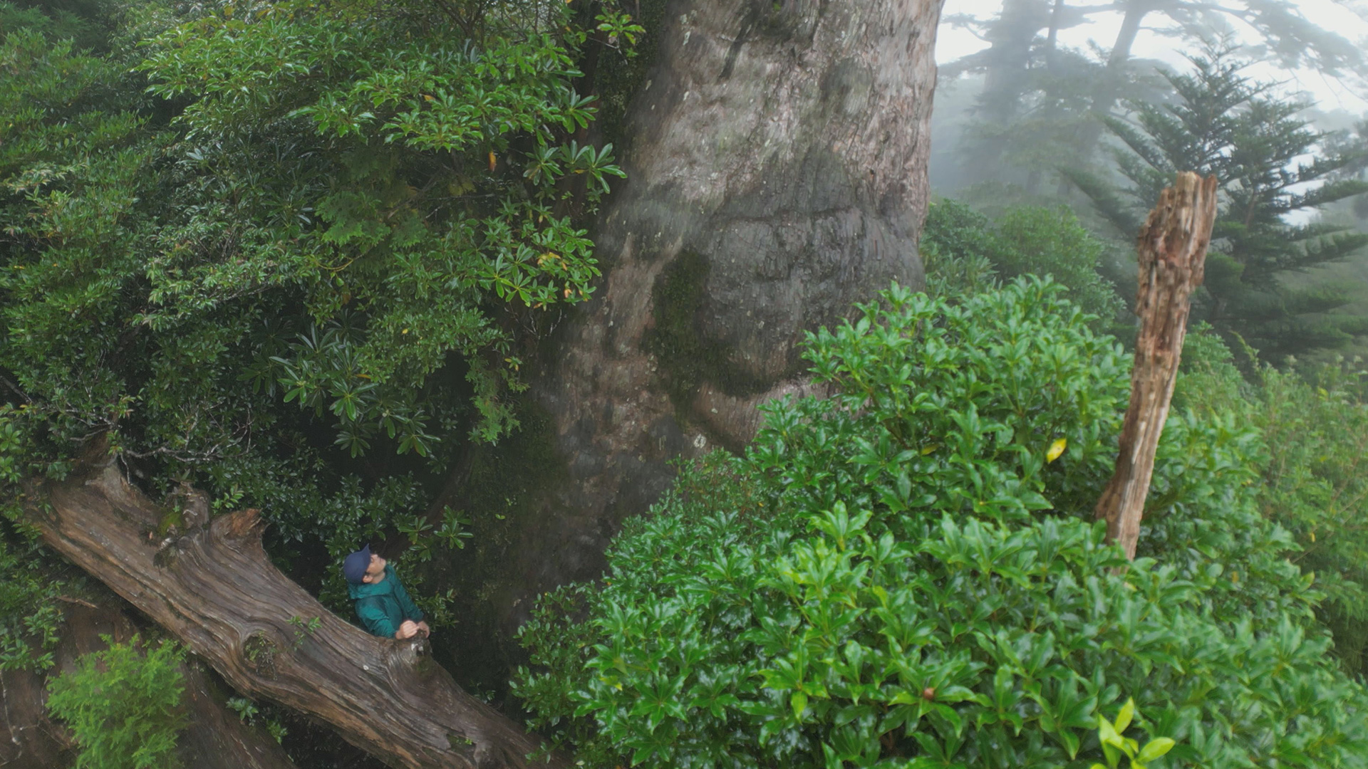 切れなかった巨大杉～屋久島 最後の山師～ – どーんと鹿児島
