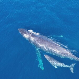 奄美市住用沖 クジラの親子 かごしまドローンtrip