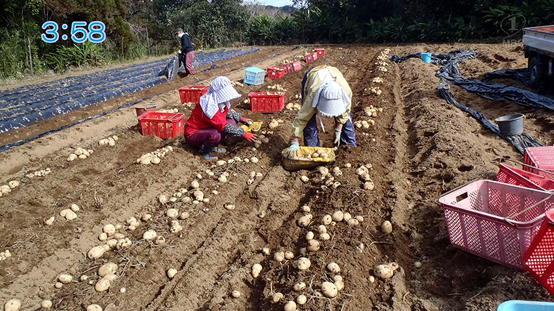 新じゃがのおかか醤油和え