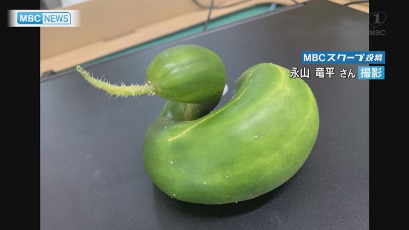 小学校で発見 変わった形の野菜 News Topics