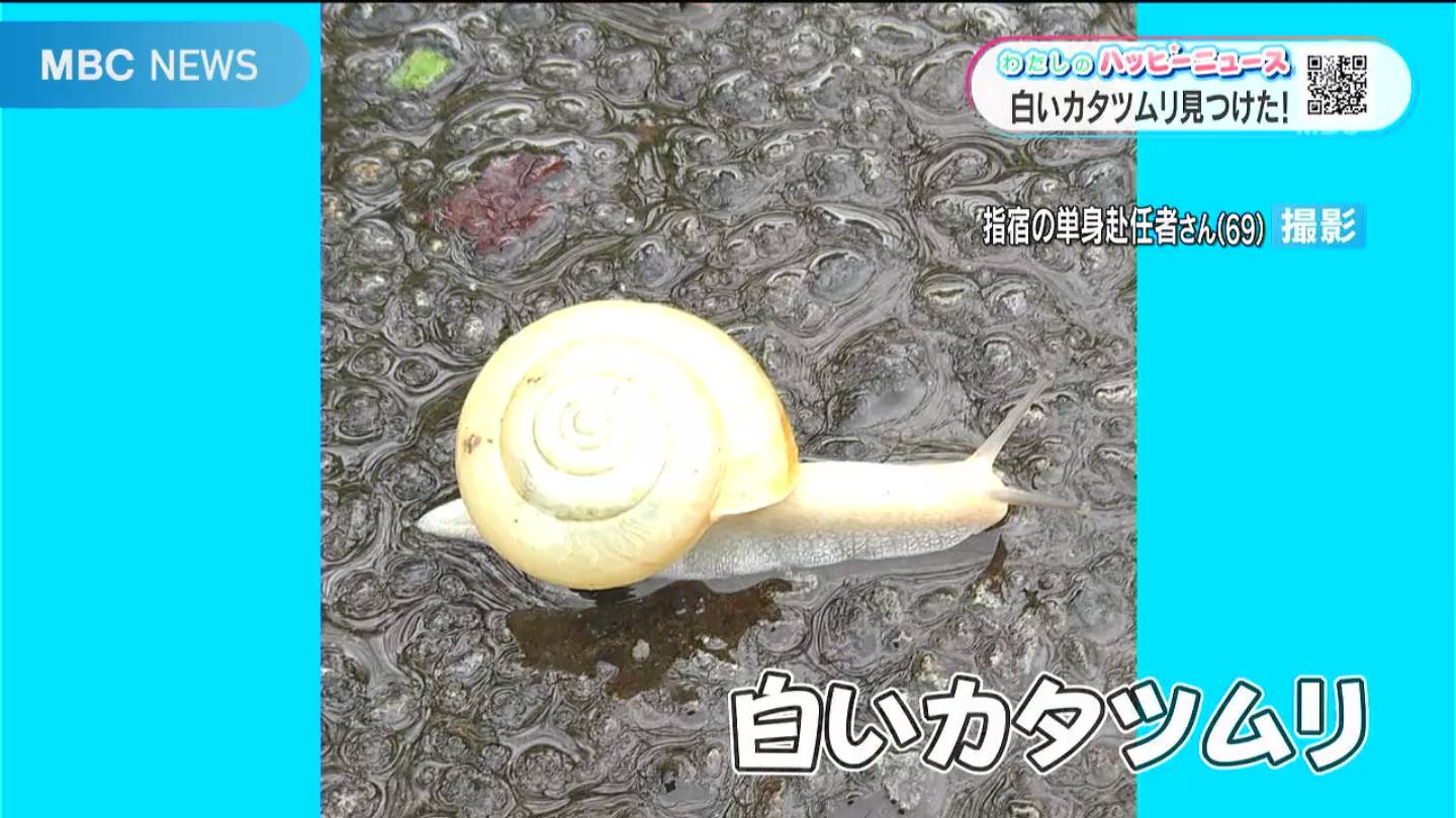 いいことある？白いカタツムリ – NEWS TOPICS