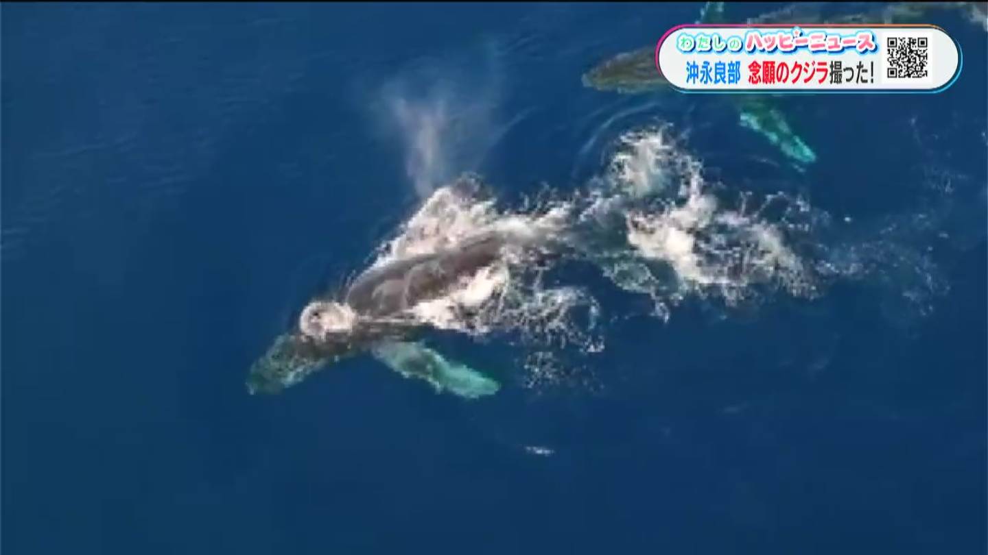 3年間狙い続けたクジラの撮影に成功 – NEWS TOPICS