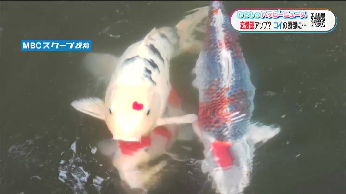 恋愛運アップ？コイにハートマーク 鹿児島市の水路で発見 – NEWS TOPICS