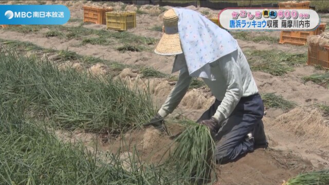 初夏の味覚・唐浜ラッキョウの収穫始まる　薩摩川内市