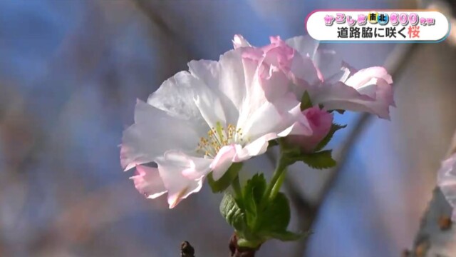 秋空に淡いピンク　道路脇に咲く桜　いちき串木野市