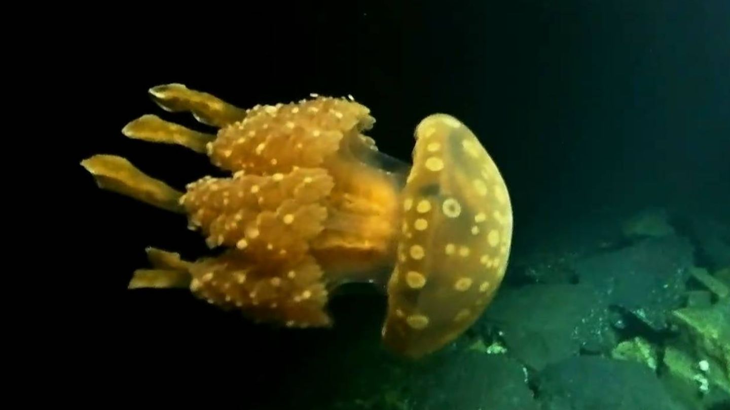 ddf62aef22348a8ceea8697ce4e46f