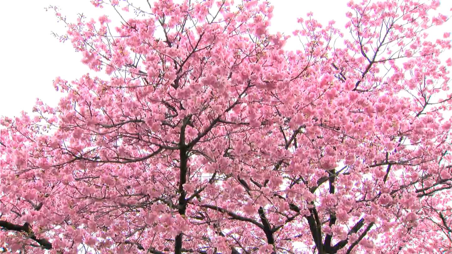 2月4日は立春 吉野公園は紅梅と河津桜が見ごろ – NEWS TOPICS