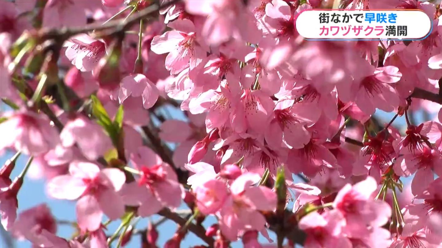 鹿児島市の街なかで早咲きの“カワヅザクラ”見ごろに 2歳児をも