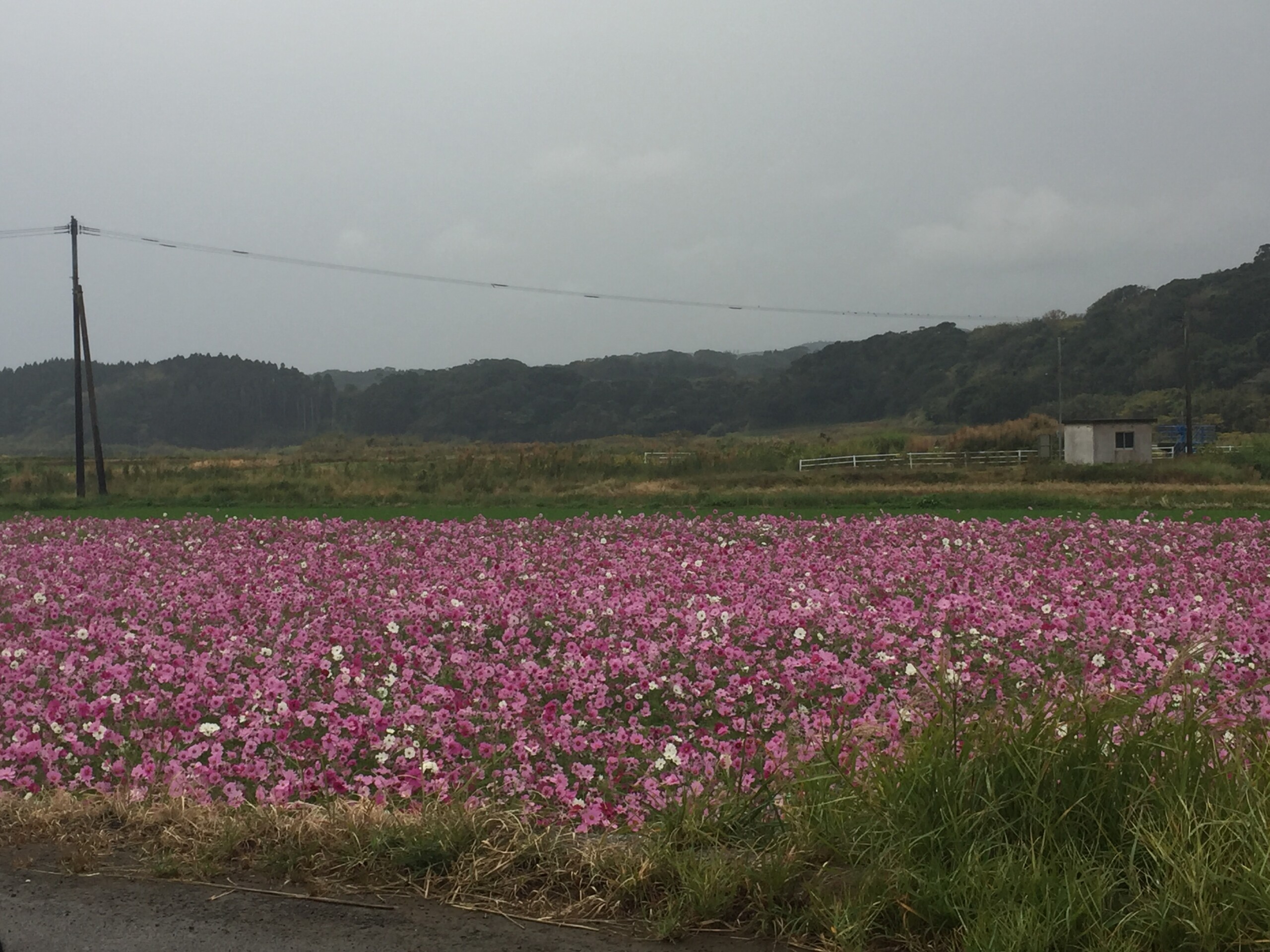 コスモス たんぽぽ倶楽部