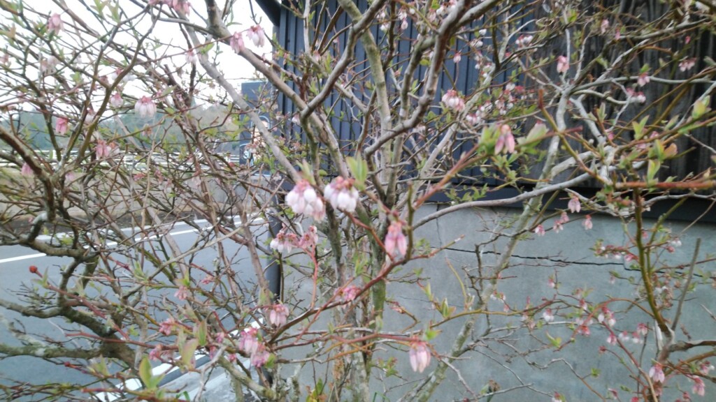 ブルーベリーの花 たんぽぽ倶楽部