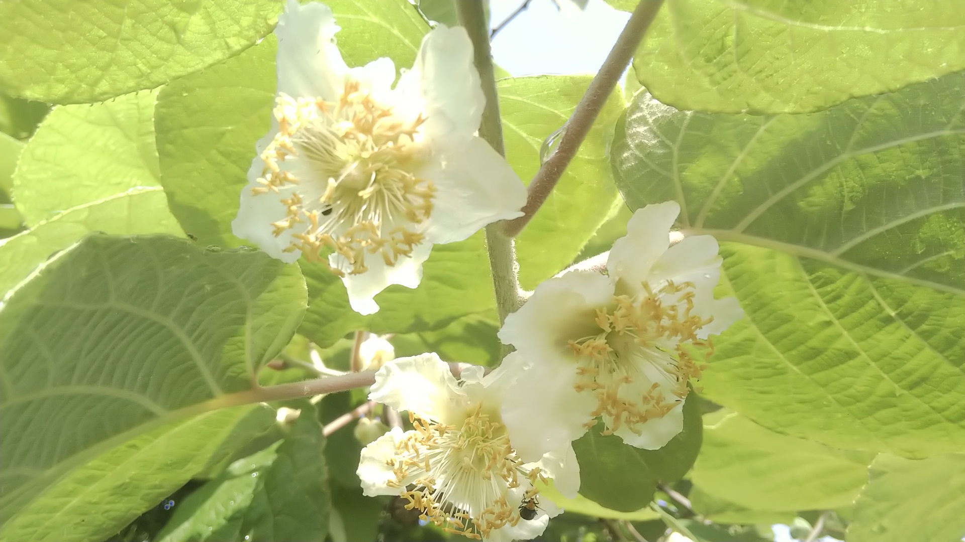 キウイの花 たんぽぽ倶楽部