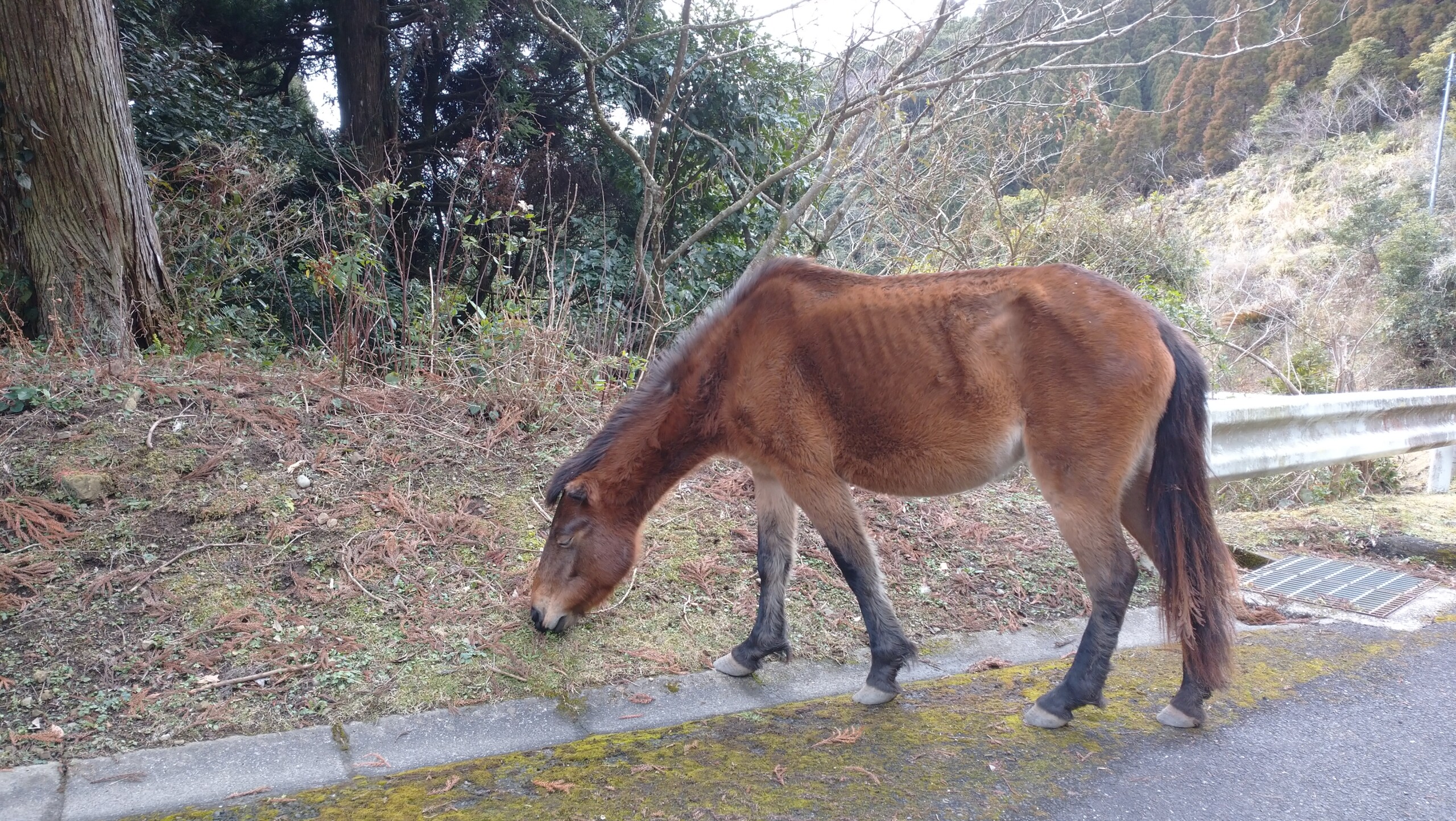 野性の馬 たんぽぽ倶楽部