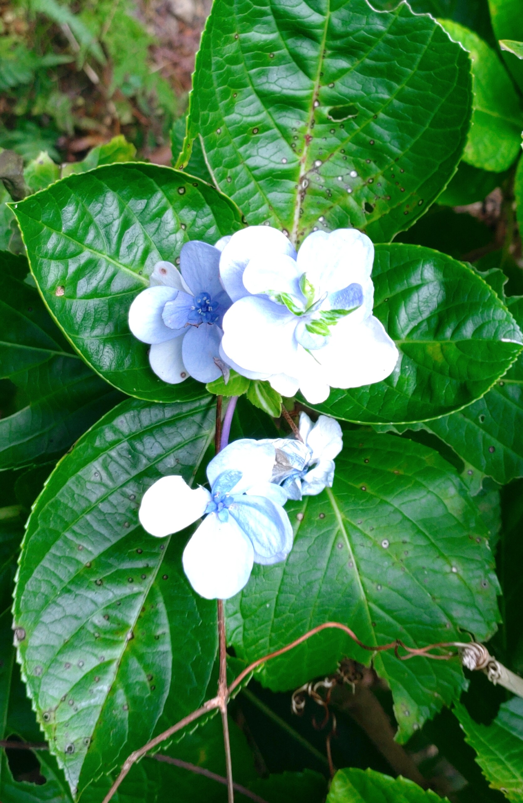 季節外れのアジサイ💙 – たんぽぽ倶楽部