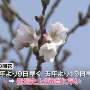 桜シーズンスタート！桜といえば花見と写真だけど、日本との違いは??