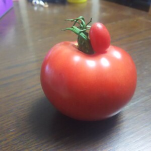 トマトのトマト
