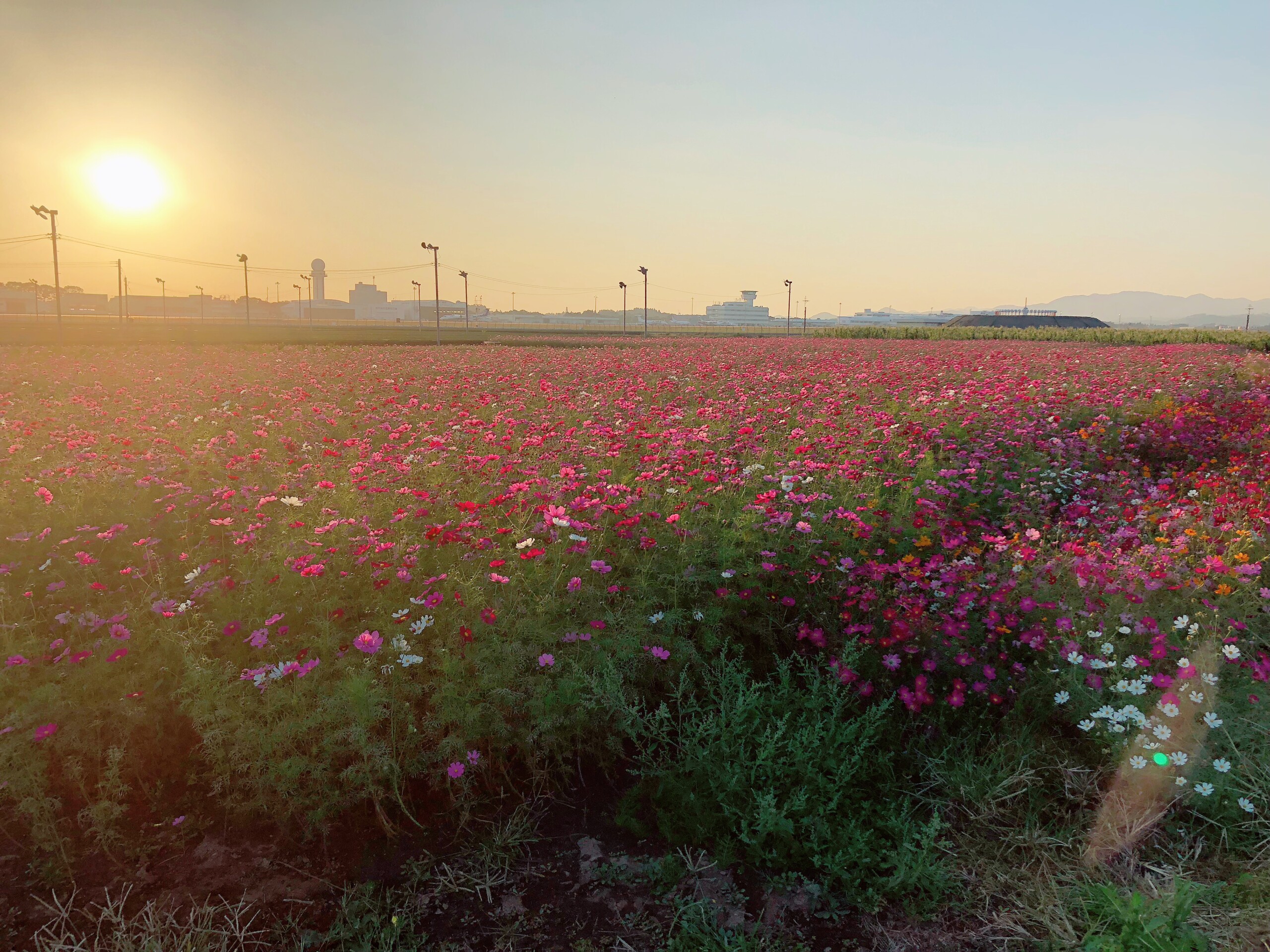 鹿児島県内のコスモス情報届いています Mbcブログ